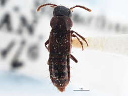 Image of Olisthaerinae