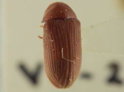 Image of Xyletininae