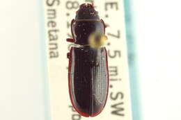 Image of Tenebroides