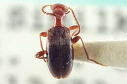 Image of Ischyropalpus