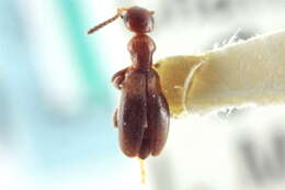 Image of Ischyropalpus