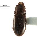 Image of Boganiidae