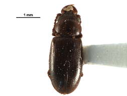 Image of Boganiidae