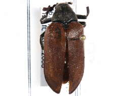 Image of cicada parasite beetles