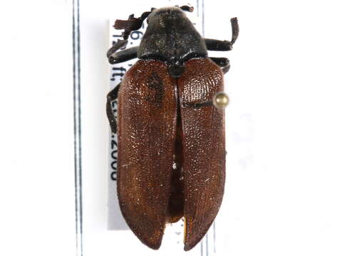 Image of cicada parasite beetles