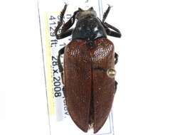 Image of cicada parasite beetles