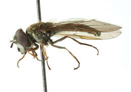 Image of Argentinomyia