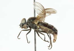 Image of Chrysogaster