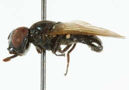 Image of Chrysogaster