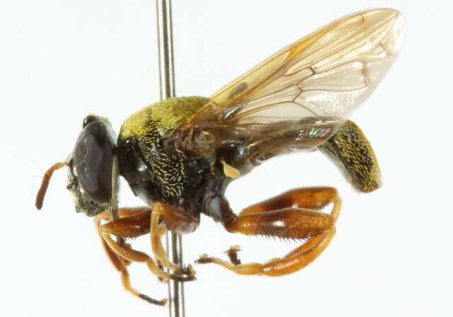 Image of Lepidomyia