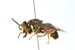 Image of Spilomyia