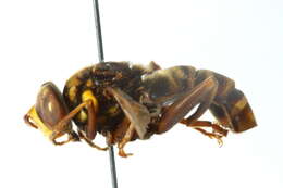 Image of Spilomyia