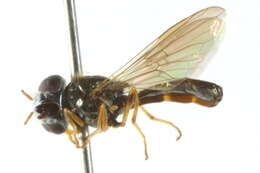 Image of Argentinomyia