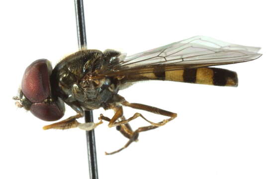 Image of Platycheirus inversus Ide 1926