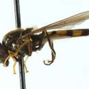 Image of Platycheirus thompsoni Vockeroth 1990