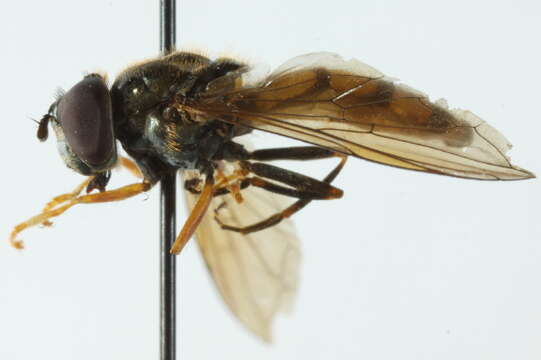 Image of Platycheirus thompsoni Vockeroth 1990