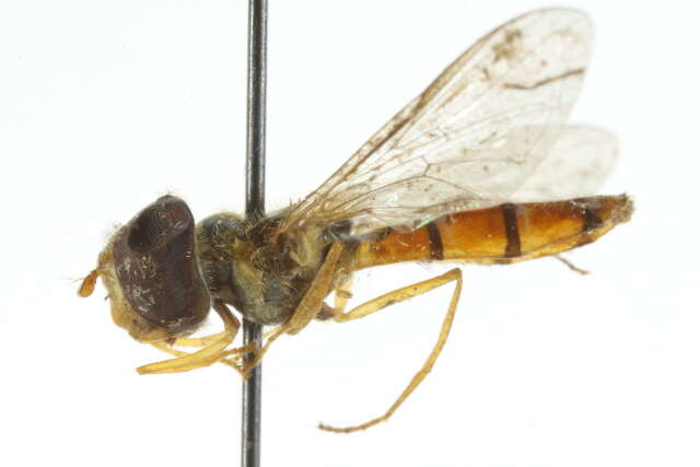 Image of Episyrphus trisectus (Loew 1858)