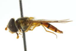 Image of Episyrphus trisectus (Loew 1858)