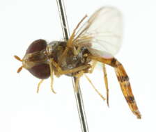 Image of Episyrphus