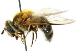 Leucozona ussuriensis (Stackelberg 1929) resmi