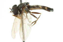 Image of Platycheirus speighti Dockzal, Stuke & Goeldlin 2003