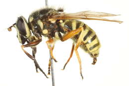 Image of Sphecomyia