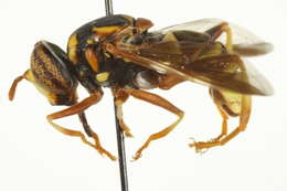 Image of Spilomyia