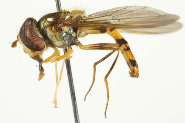 Image of Marmalade hoverfly