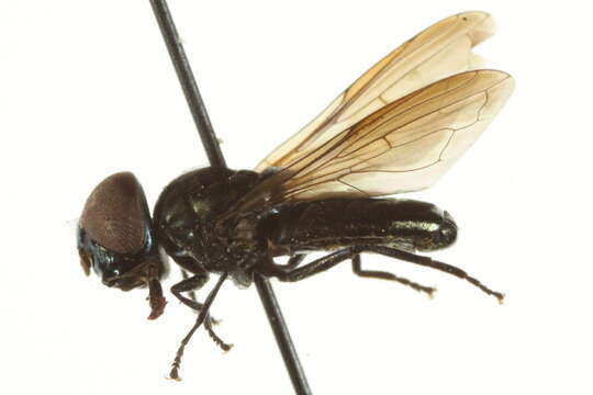 Image of Chrysogaster