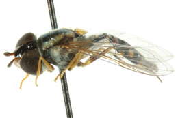 Image of Syrphinae