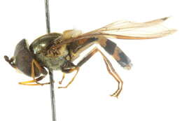 Image of Dasysyrphus bilineatus (Matsumura 1917)