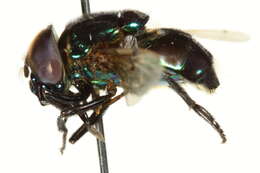 Image of Ornidia