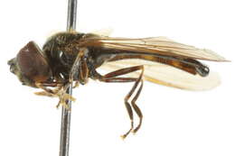 Image of Platycheirus speighti Dockzal, Stuke & Goeldlin 2003