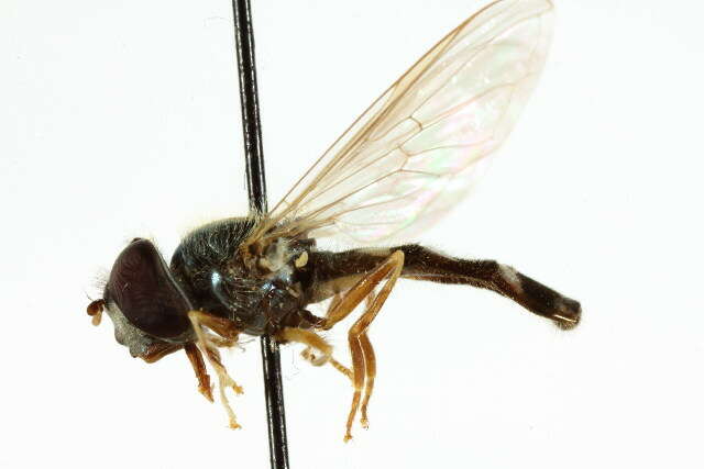 Image of Platycheirus scutatus (Meigen 1822)