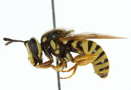 Image of Sphecomyia