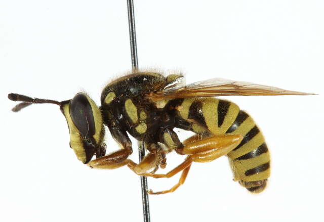 Image of Sphecomyia