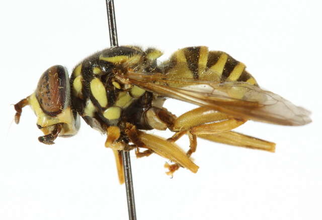 Image of Spilomyia