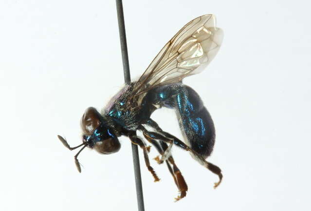 Image of Large Metallic Ant Fly