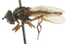 Image of Platycheirus rufigaster Vockeroth 1990