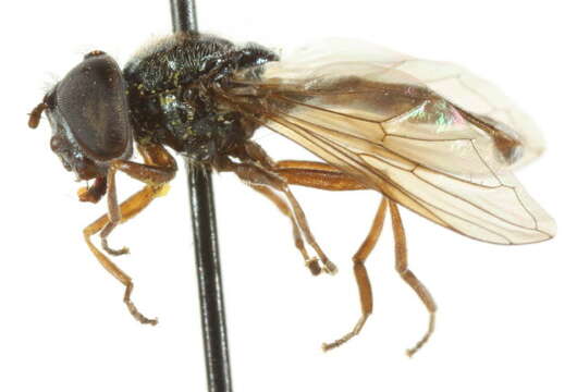 Image of Platycheirus rufigaster Vockeroth 1990