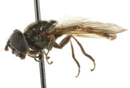 Image of Platycheirus rufigaster Vockeroth 1990