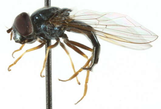 Image of Platycheirus sabulicola Vockeroth 1990