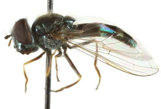 Image of Platycheirus sabulicola Vockeroth 1990