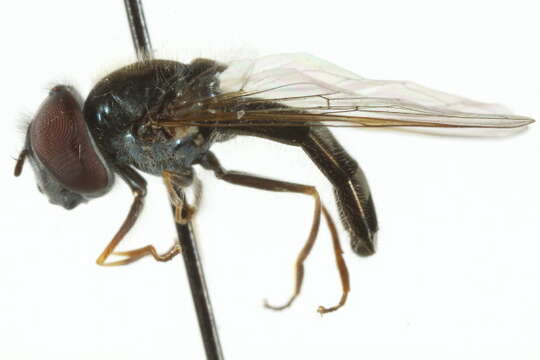 Image of Platycheirus sabulicola Vockeroth 1990