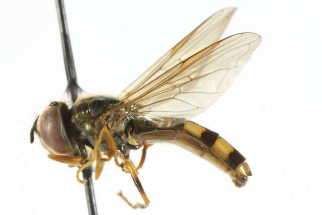 Image of Platycheirus scamboides Curran 1927