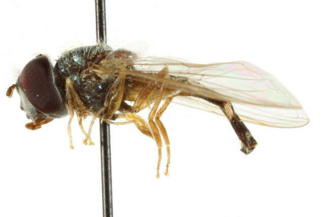 Image of Platycheirus scutatus (Meigen 1822)