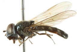 Image of Platycheirus speighti Dockzal, Stuke & Goeldlin 2003