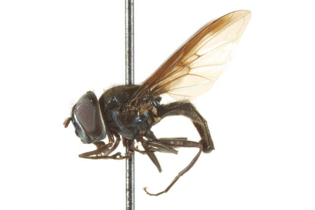 Image of Platycheirus scutigera (Fluke 1945)