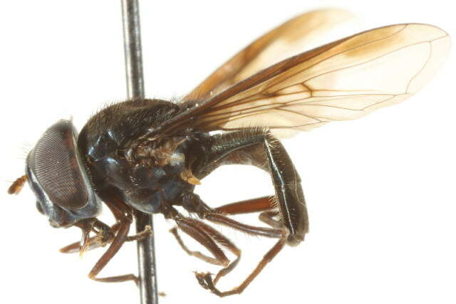 Image of Platycheirus scutigera (Fluke 1945)