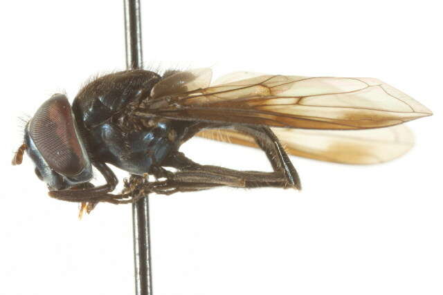 Image of Platycheirus scutigera (Fluke 1945)